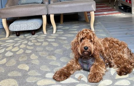 Furry family members welcome!