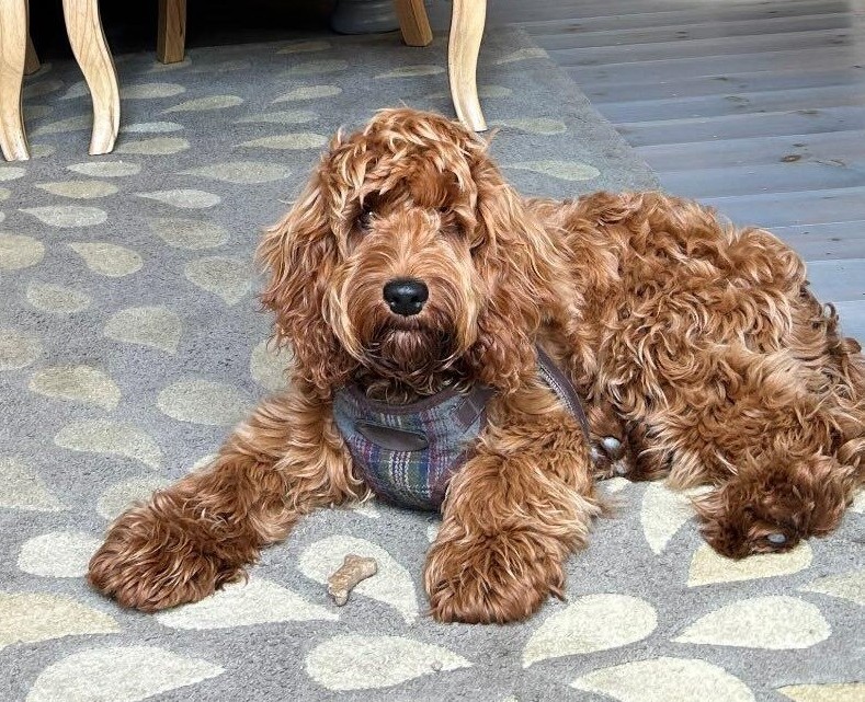 Dog Friendly Accommodation